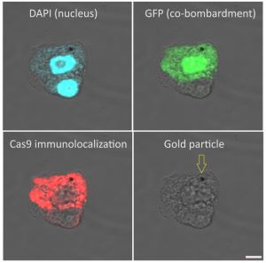 Cas9 | CRISPR-associated endonuclease 9 (polyclonal) in the group Tag Antibodies / CRISPR at Agrisera AB (Antibodies for research) (AS16 3690)